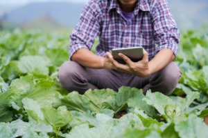 Greenhouse Monitoring