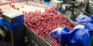 Freezer Performance Monitoring in Frozen Food Manufacturing